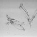 Oljato Blossoms(C18), 1974, Graphite On Paper, 14 x 18 in
